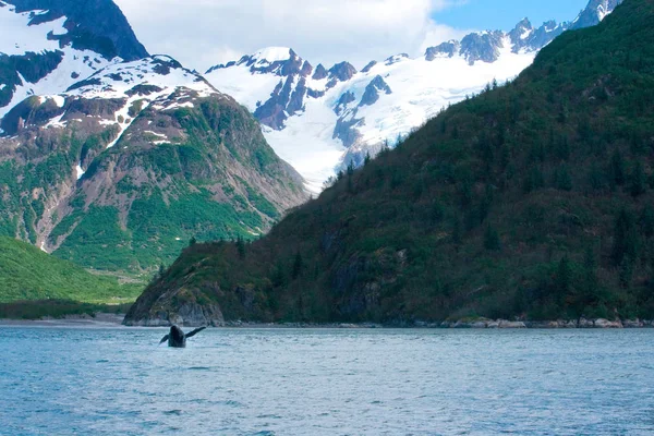 Walvis springen Alaskan landschap — Stockfoto