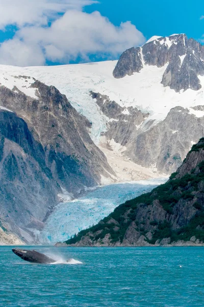 Knölval hoppa ur vattnet framför glaciären i Alask — Stockfoto