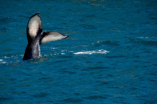 突背クジラの尾 — ストック写真