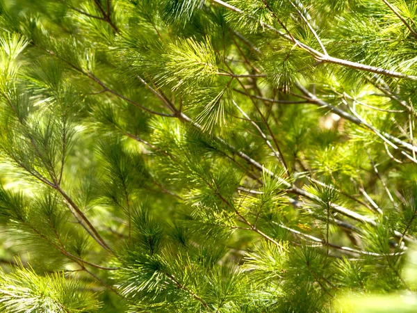 Detalhe dos ramos de pinheiros — Fotografia de Stock