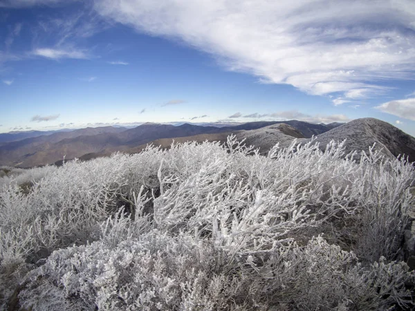 Bevroren planten Blue Ridge Mountain — Stockfoto