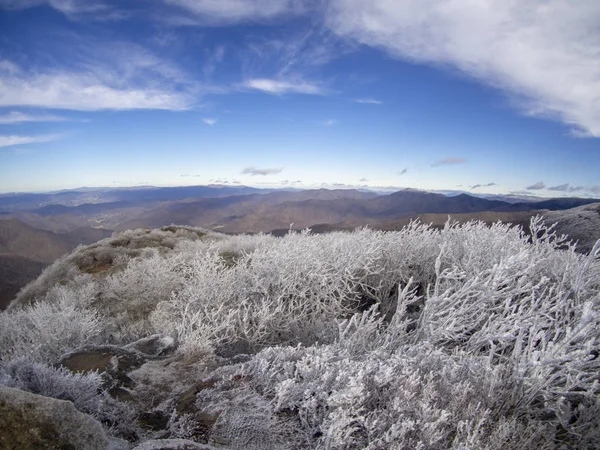 Bevroren planten Blue Ridge Mountain — Stockfoto