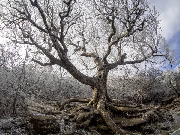 Мертве дерево взимку Стокове Фото