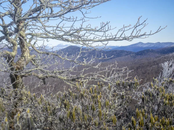 Arbre d'hiver Blue Ridge Mountains Images De Stock Libres De Droits