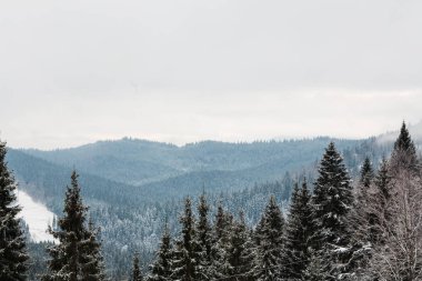 Çam ağaçları kış günü dağlarında.