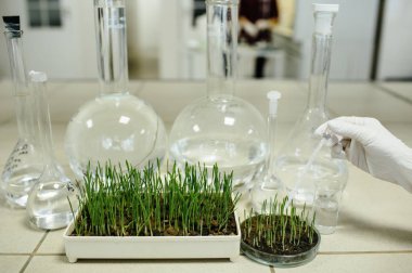 laboratuar ortamında büyüyen yeşil çimen