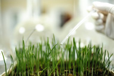 laboratuar ortamında büyüyen yeşil çimen