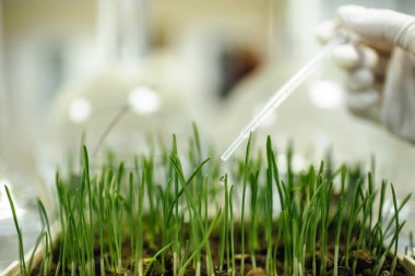 laboratuar ortamında büyüyen yeşil çimen