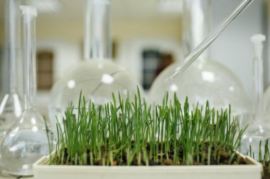 laboratuar ortamında büyüyen yeşil çimen