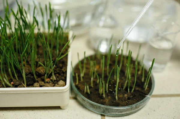 Grünes Gras wächst im Labor — Stockfoto