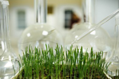 laboratuar ortamında büyüyen yeşil çimen