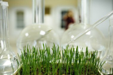 laboratuar ortamında büyüyen yeşil çimen