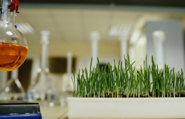 laboratuar ortamında büyüyen yeşil çimen