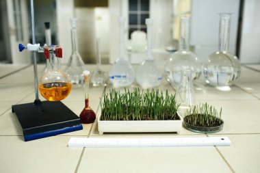 laboratuar ortamında büyüyen yeşil çimen