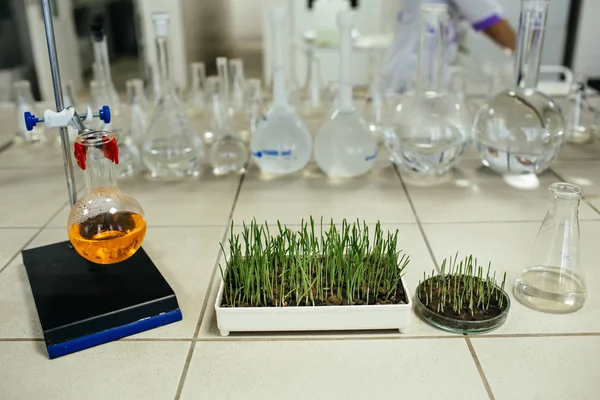 Grama verde crescendo em laboratório — Fotografia de Stock