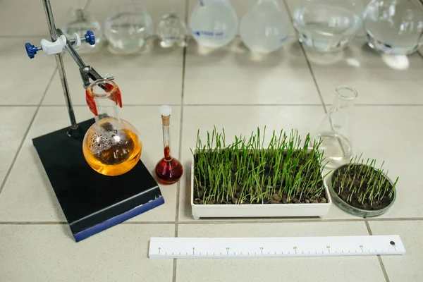 실험실에서 성장 하는 푸른 잔디 — 스톡 사진
