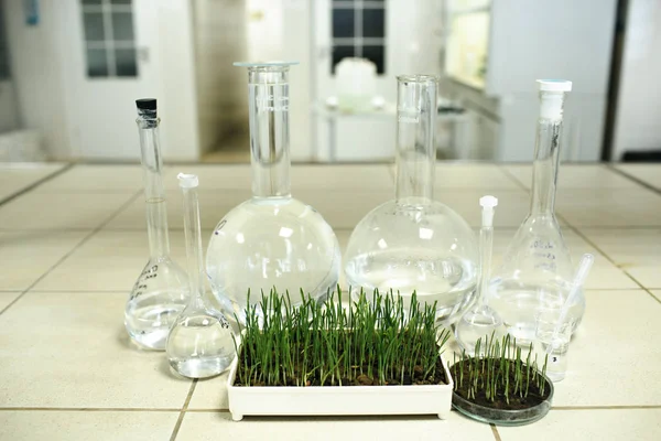 Grama verde crescendo em laboratório — Fotografia de Stock