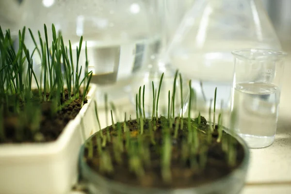 Grünes Gras wächst im Labor — Stockfoto