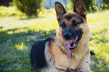Alman çoban köpeği.