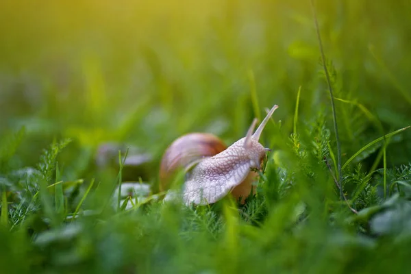 蜗牛的壳，在草丛中 — 图库照片