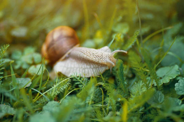 Snail shell in grass — Stock Photo, Image