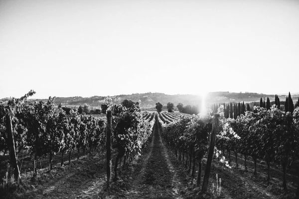 Belas vinhas na Toscana — Fotografia de Stock