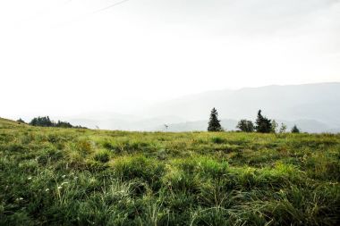 güzel görünümü ağaçlar ve dağlar tepeler