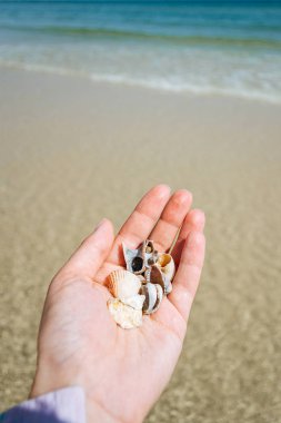 Sahilde kabukları ile el 