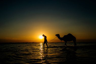  bir deve kumsalda yürüyen adam