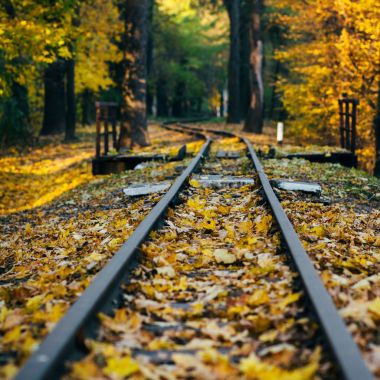  Sonbahar parkında sarı yapraklar