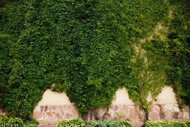 duvarda Bahçe yeşil yaprakları 