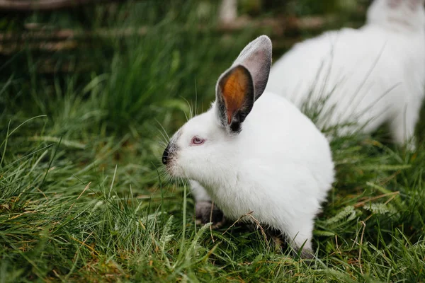 Conejos blancos jóvenes en hierba verde — Foto de Stock