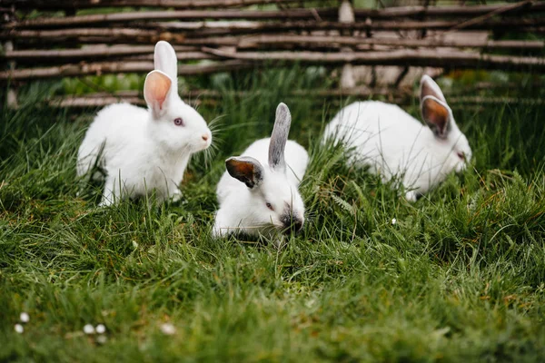 Tres conejos en hierba verde — Foto de Stock