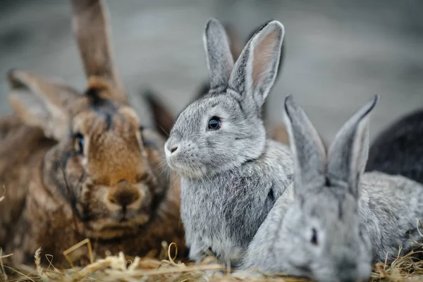 Young rabbits in the hutch — Stock Photo, Image