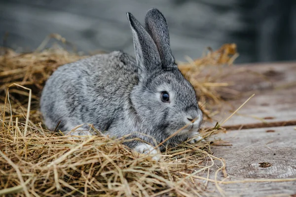 Młody ładny królik twarz — Zdjęcie stockowe