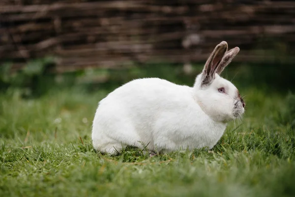 Bílý roztomilý králík v trávě — Stock fotografie