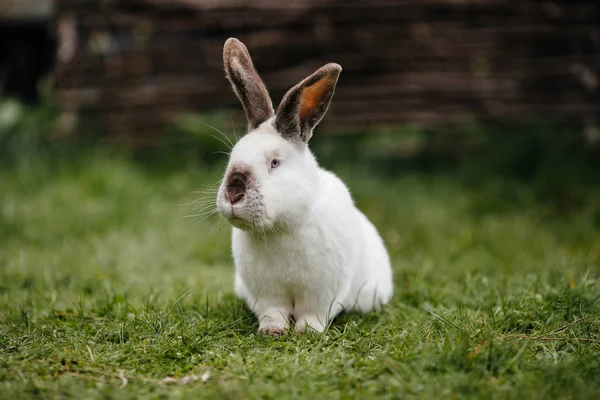 Conejo blanco en la hierba — Foto de Stock