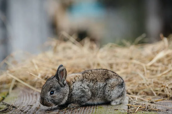 Lindo conejo en granja — Foto de Stock