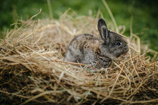 Pequeño conejo lindo — Foto de Stock