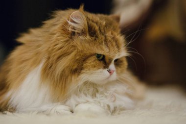 Kedi portresi yakın çekim 