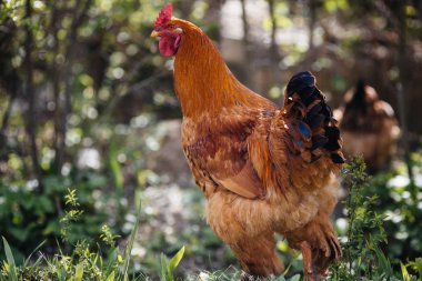 Çimenlerin üzerinde otlatma horoz