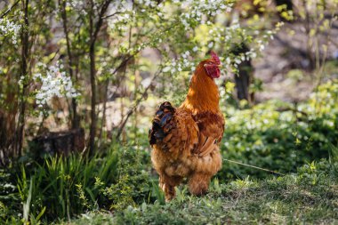Çimenlerin üzerinde otlatma horoz