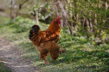 Çimenlerin üzerinde otlatma horoz
