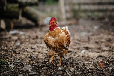 Çimenlerin üzerinde otlatma horoz