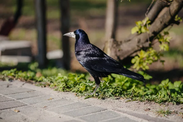 Black crow bird — Stock Photo, Image