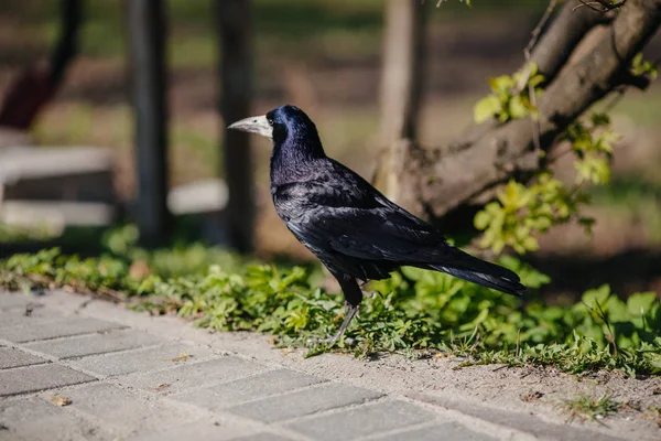 Černá Vrána pták — Stock fotografie