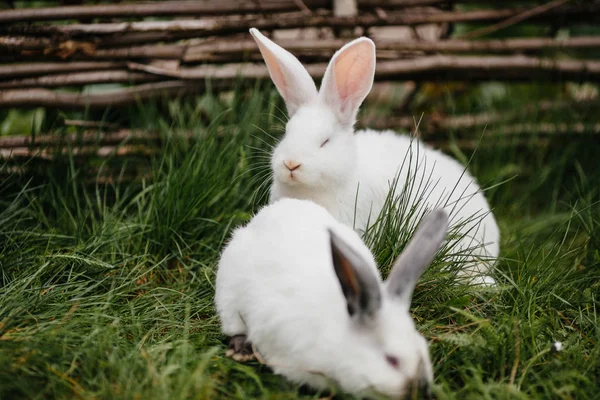 Conejos jóvenes en el embrague — Foto de Stock