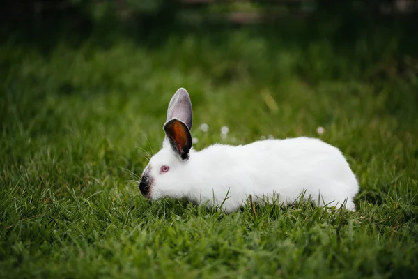 Piccolo coniglio bianco — Foto Stock