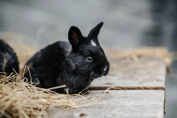 Cara de conejo lindo joven — Foto de Stock