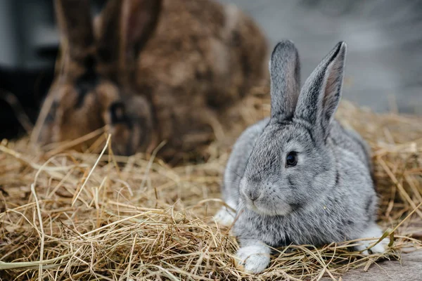 Mladý roztomilý králík tvář — Stock fotografie